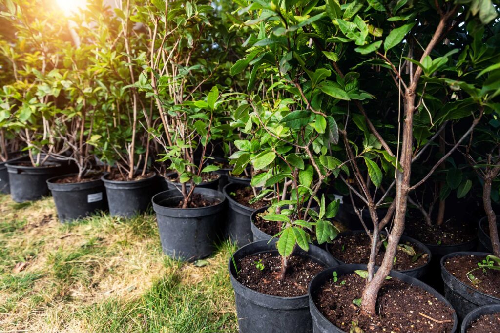 bomen uit eigen kwekerij bomen uit eigen kwekerij